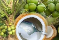 ຜົນປະໂຫຍດຂອງນ້ຳຫມາກພ້າວ